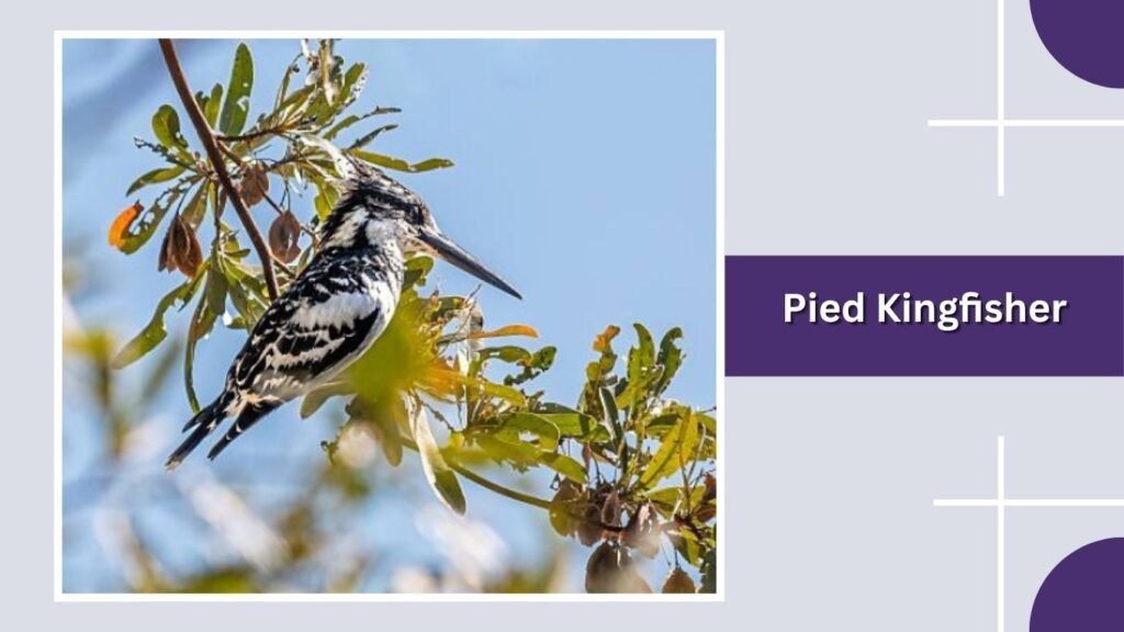Pied Kingfisher