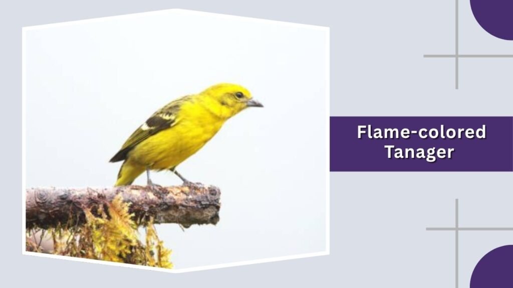 Flame-colored Tanager