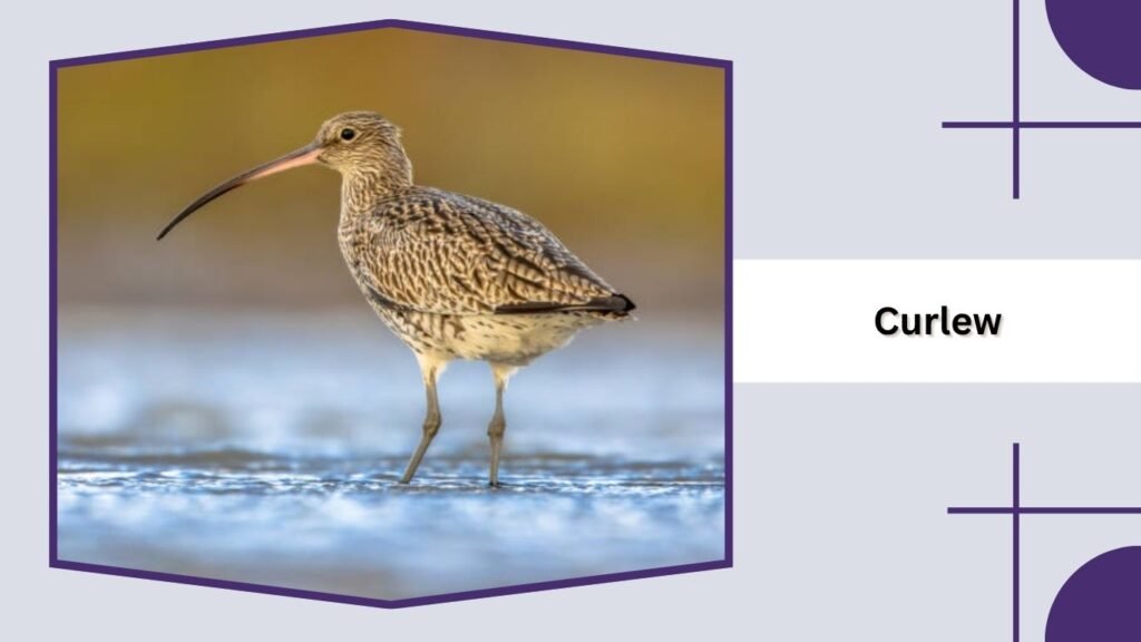 Curlew