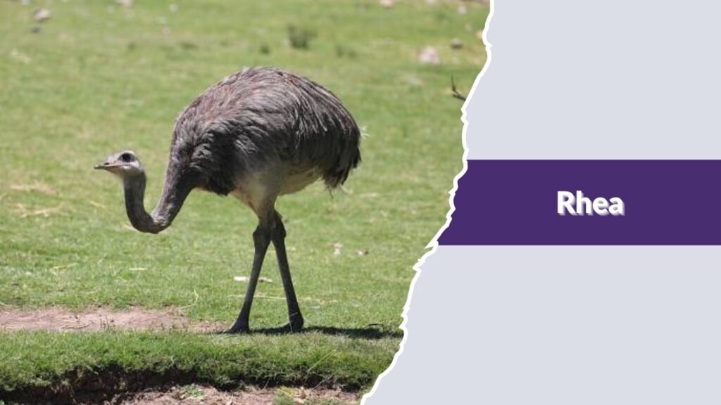Rhea