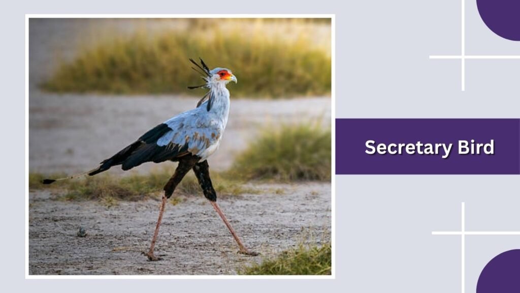 Secretary Bird