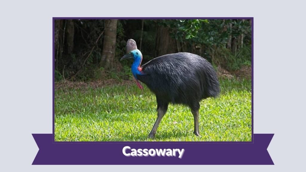 Cassowary