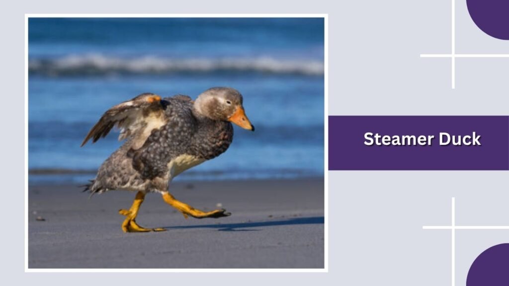 Steamer Duck