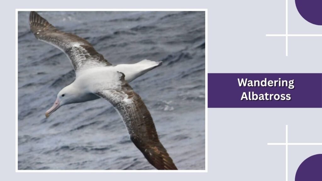 Wandering Albatross