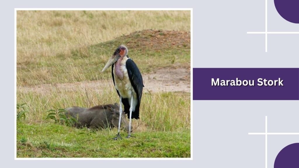Marabou Stork