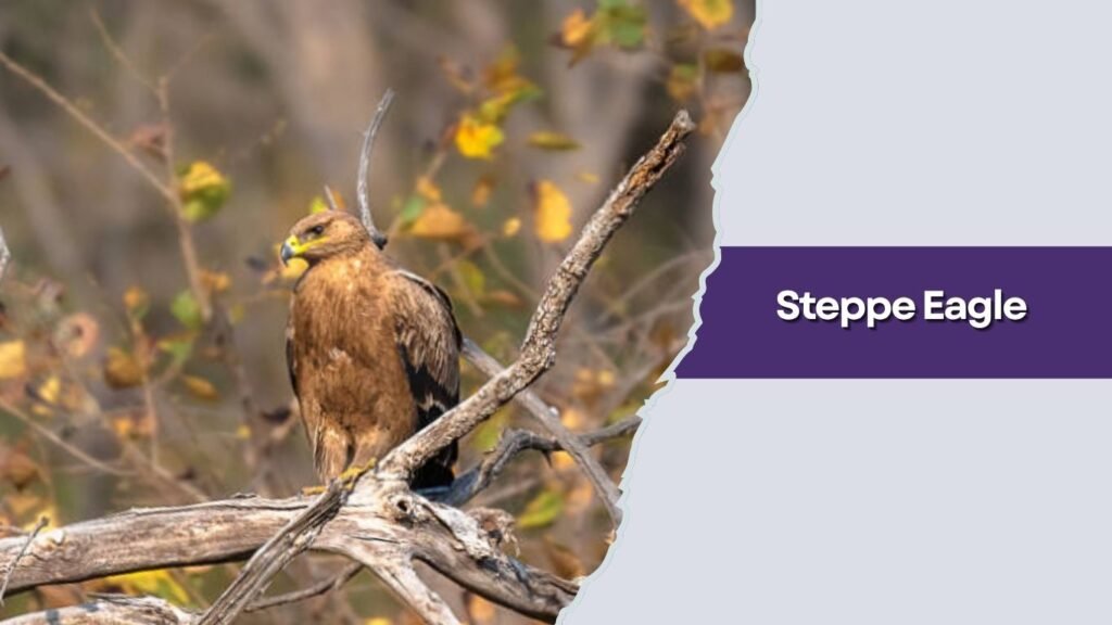 Steppe Eagle