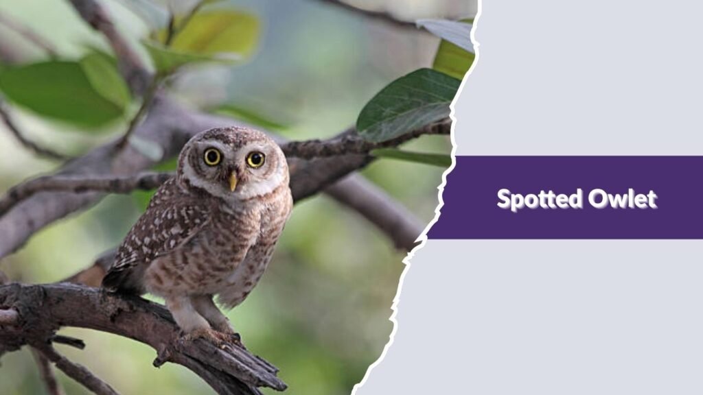 Spotted Owlet