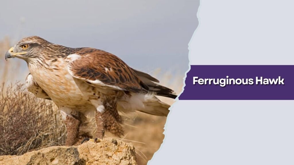 Ferruginous Hawk