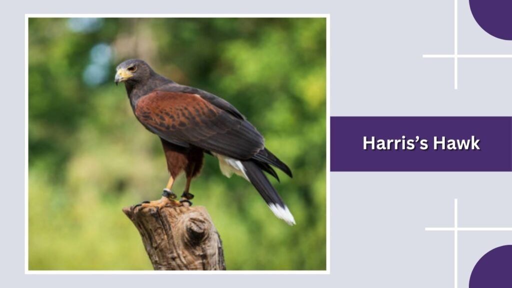 Harris’s Hawk