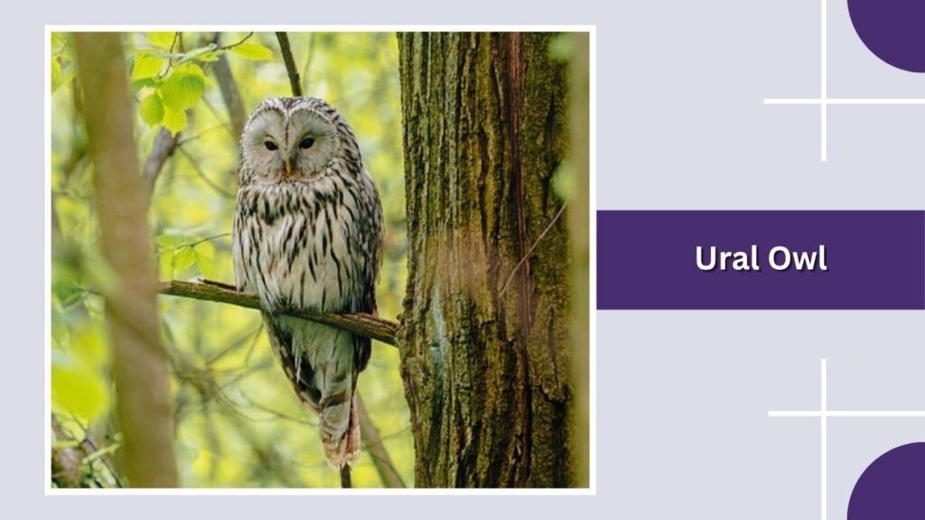  Ural Owl 