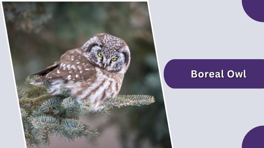 Boreal Owl
