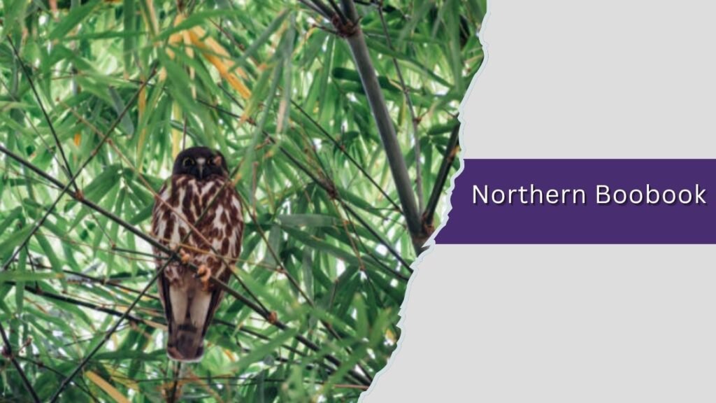  Northern Boobook
