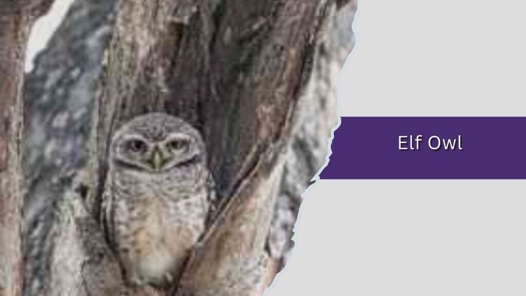 Elf Owl