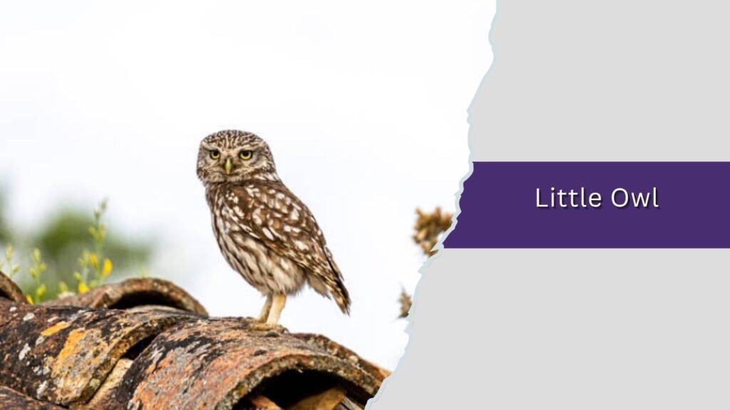 Little Owl