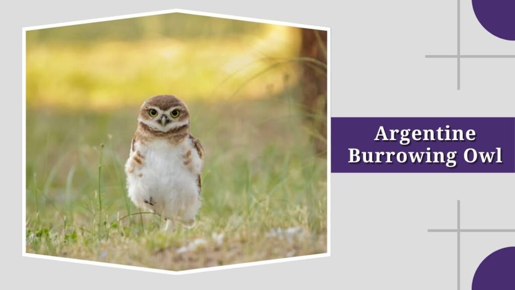 Argentine Burrowing Owl