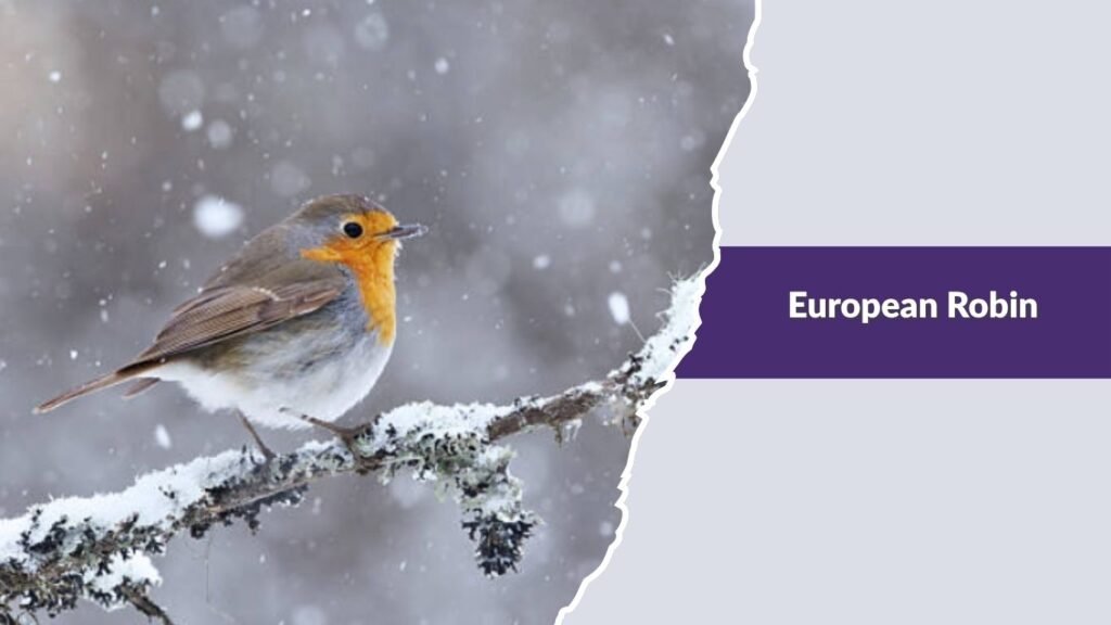 European Robin