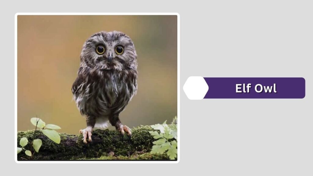 Elf Owl