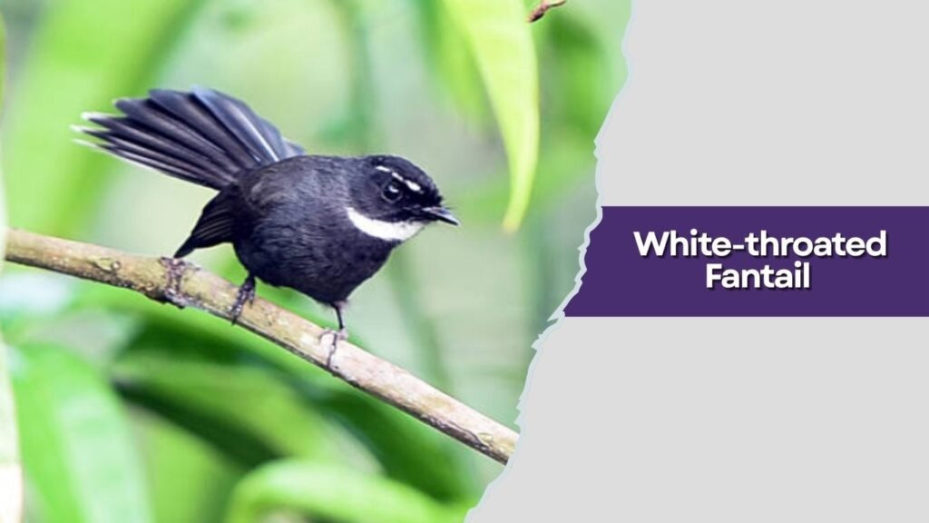 White-throated Fantail