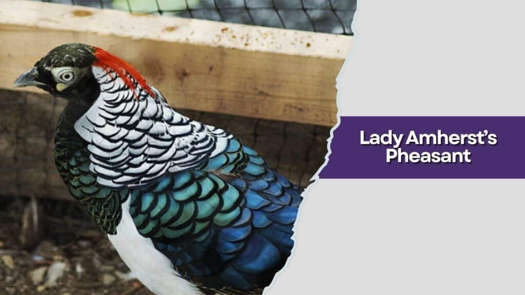  Lady Amherst’s Pheasant