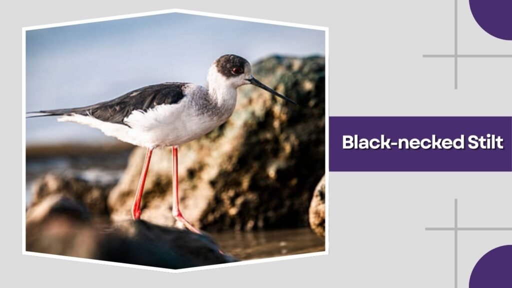  Black-necked Stilt