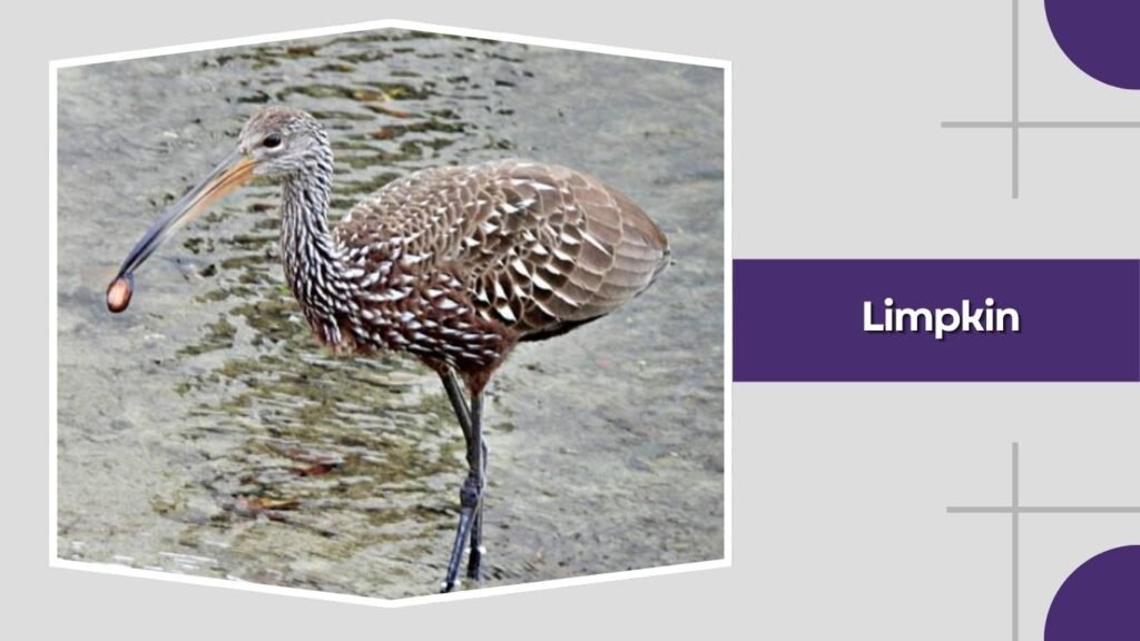  Limpkin