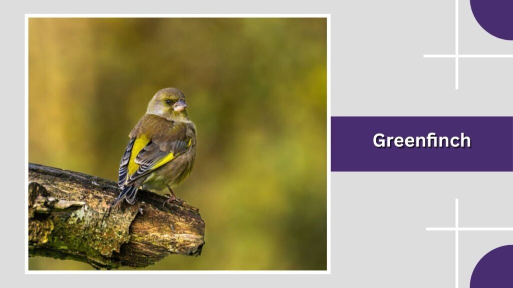 Greenfinch