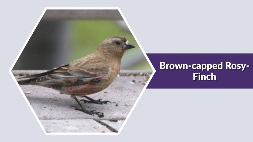 Brown-capped Rosy-Finch