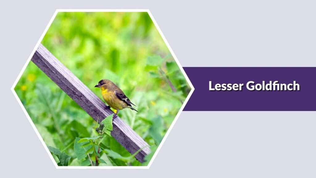 Lesser Goldfinch