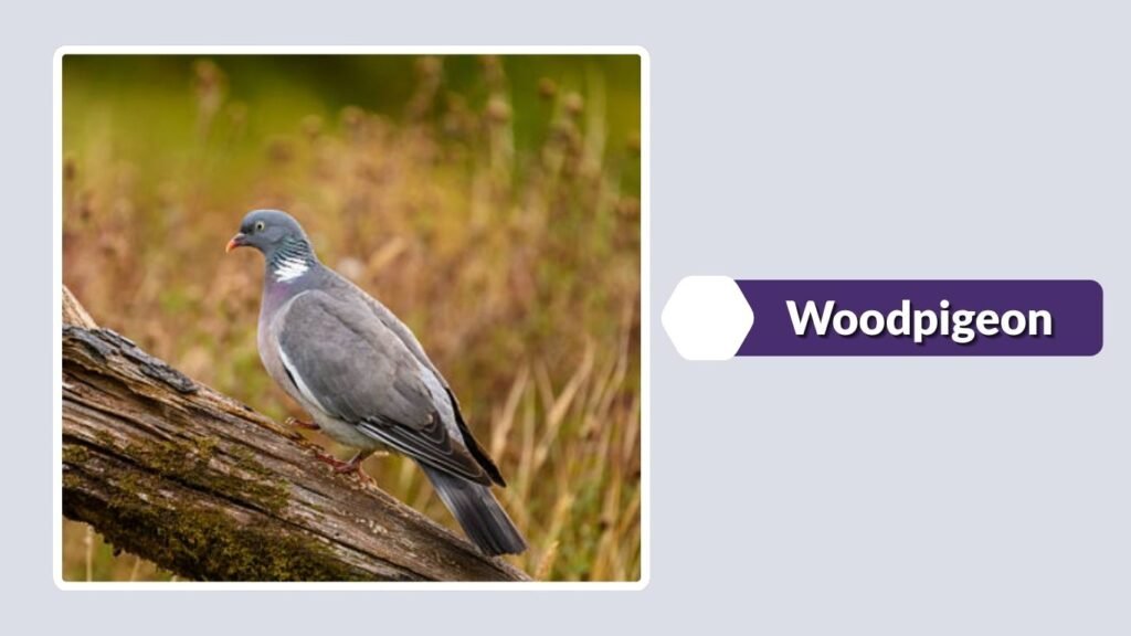  Woodpigeon