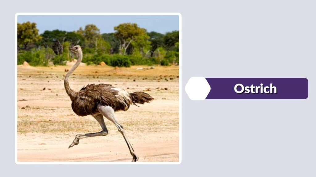 Ostrich