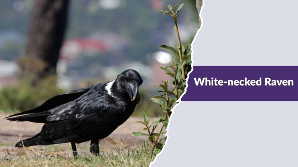 White-necked Raven