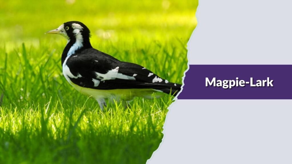 Magpie-Lark