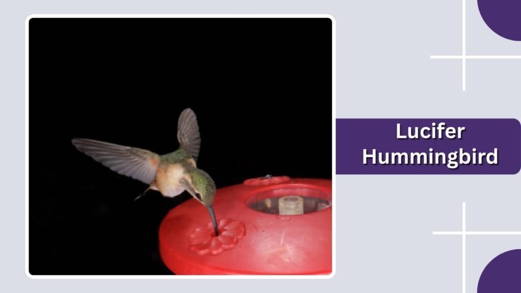 Lucifer Hummingbird