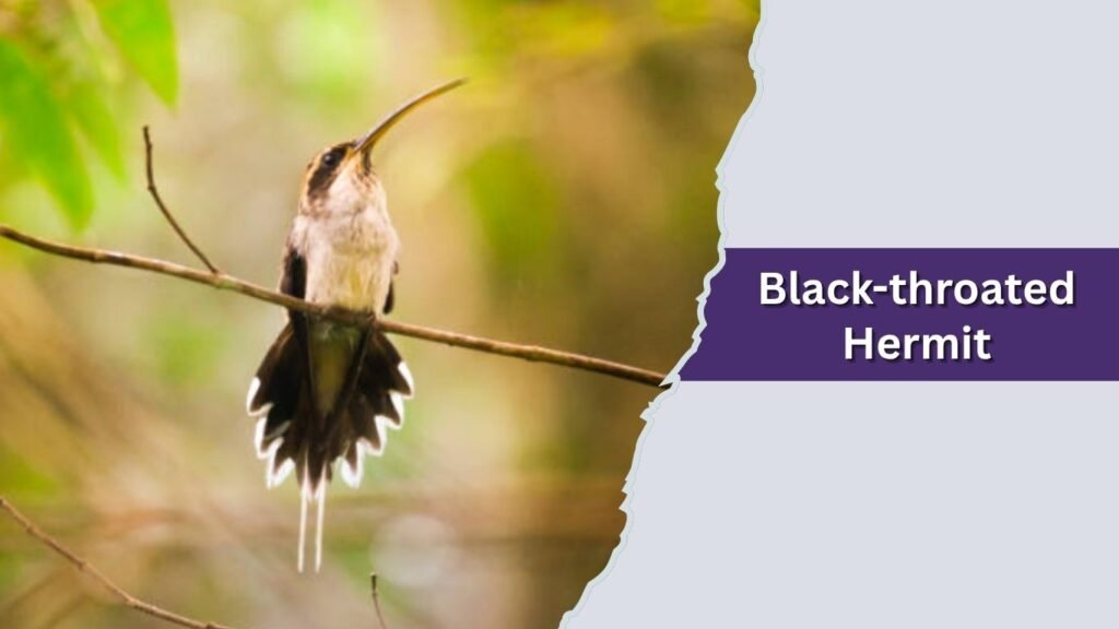 Black-throated Hermit