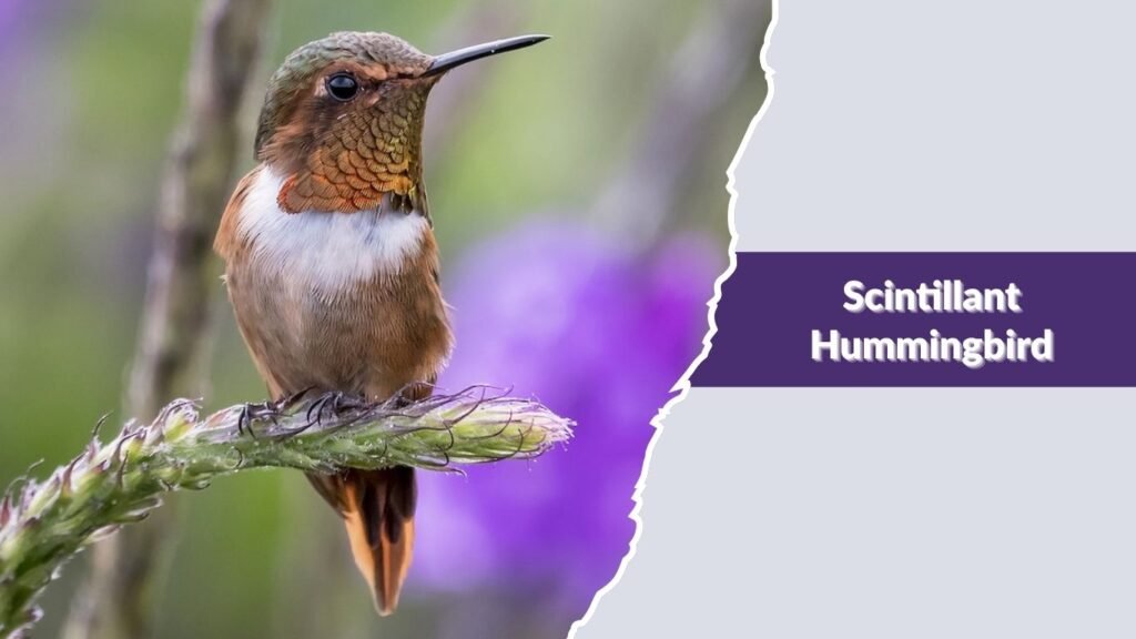 Scintillant Hummingbird
