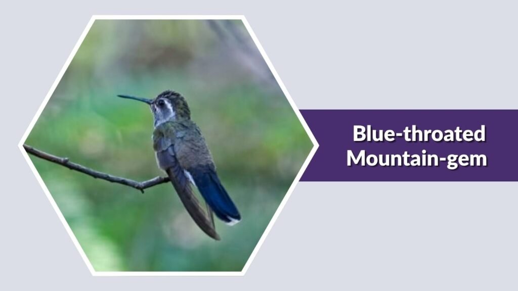Blue-throated Mountain-gem