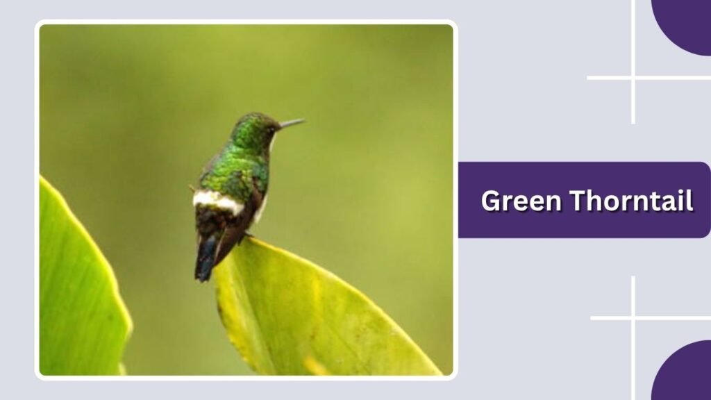 Green Thorntail