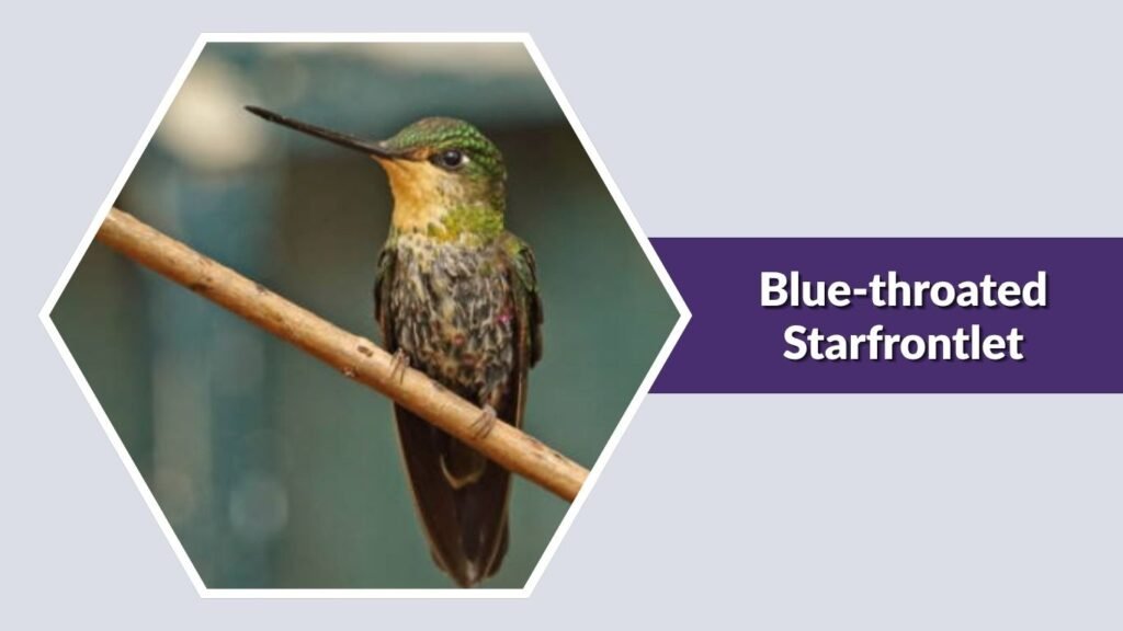 Blue-throated Starfrontlet