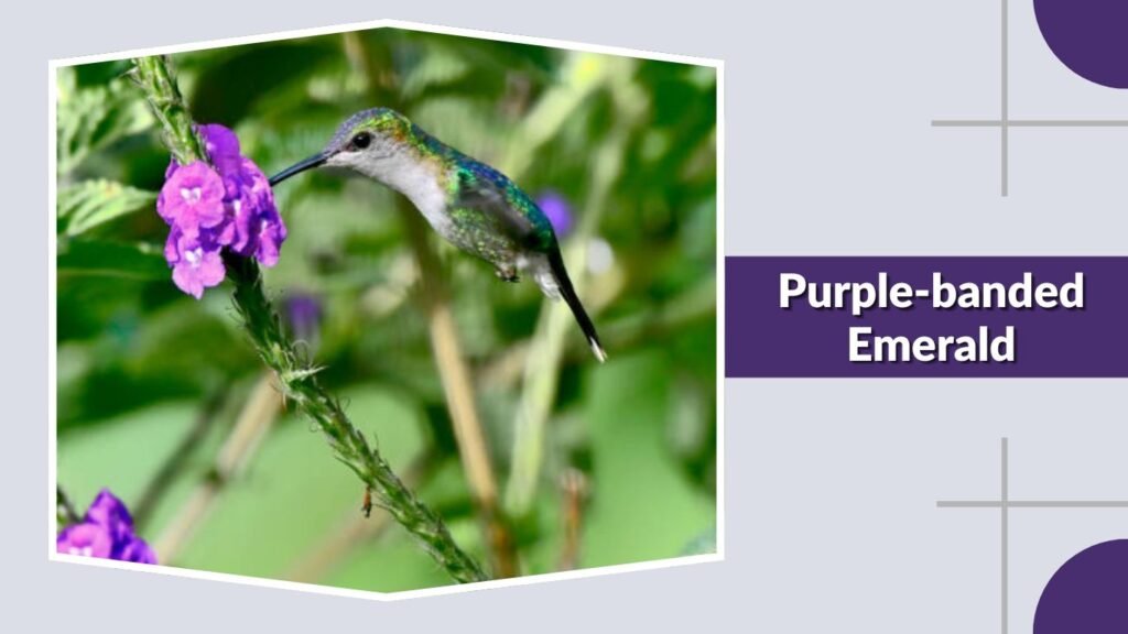 Purple-banded Emerald