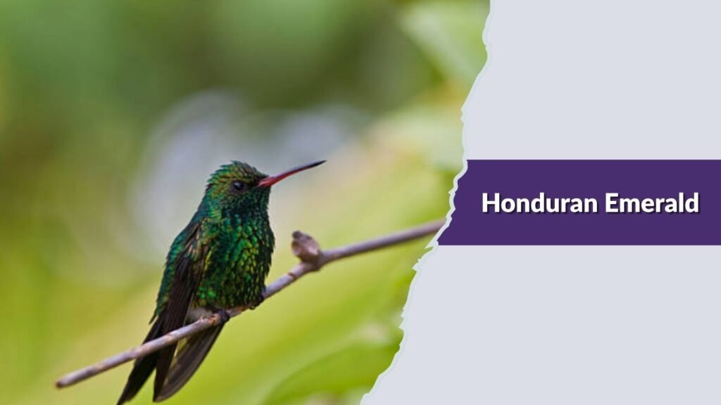 Honduran Emerald
