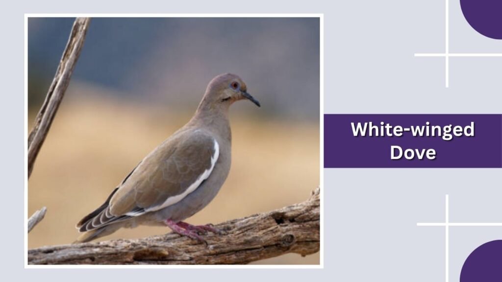 White-winged Dove