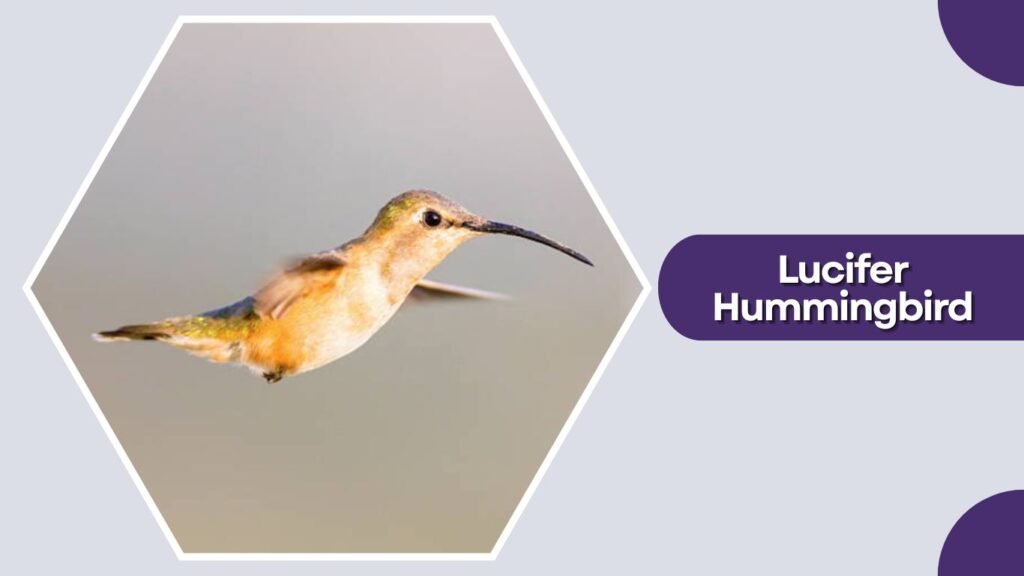  Lucifer Hummingbird