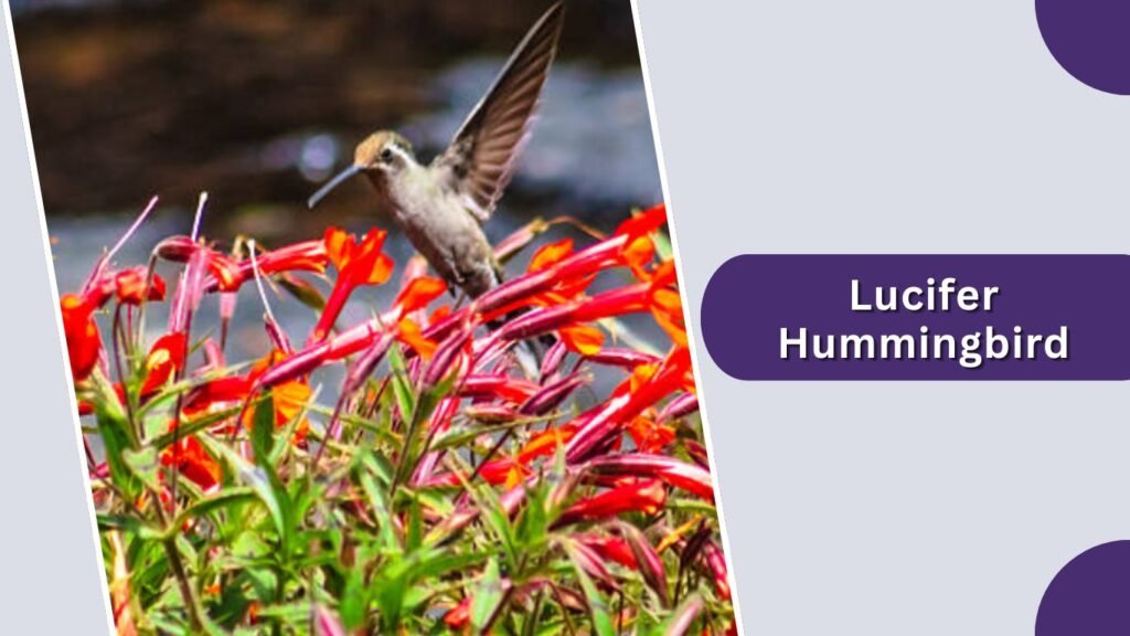  Lucifer Hummingbird