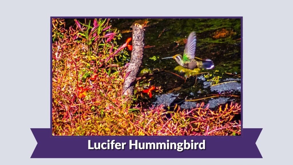  Lucifer Hummingbird