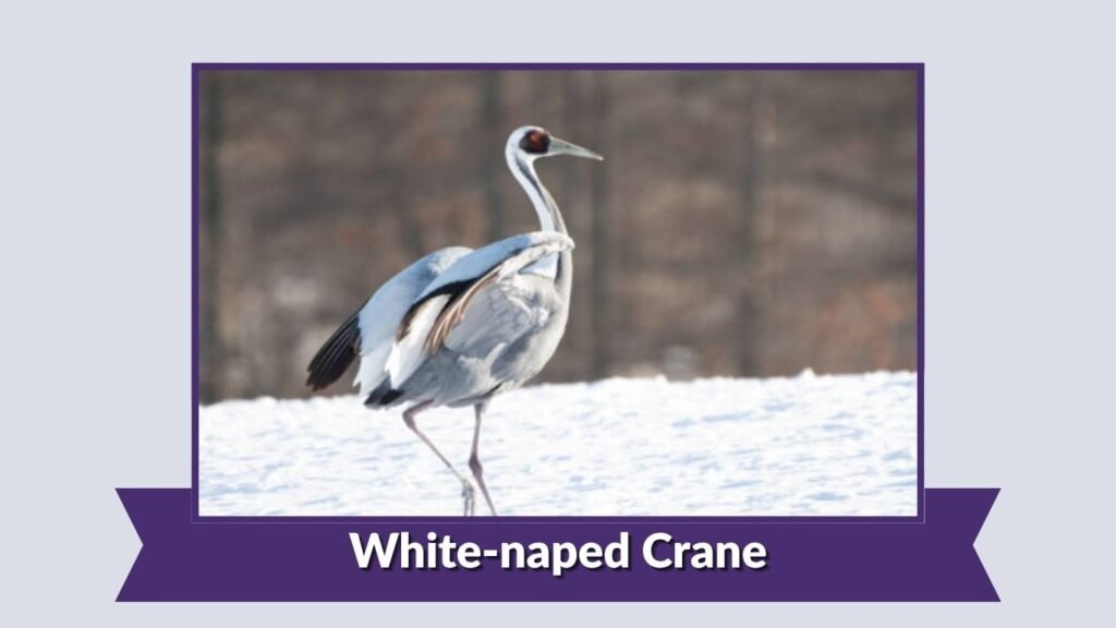 White-naped Crane