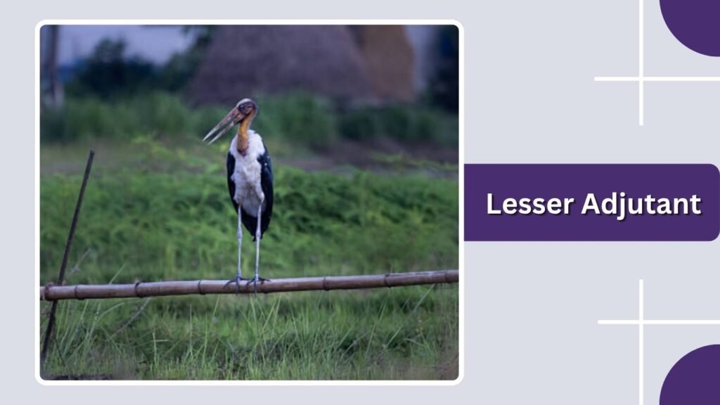 Lesser Adjutant