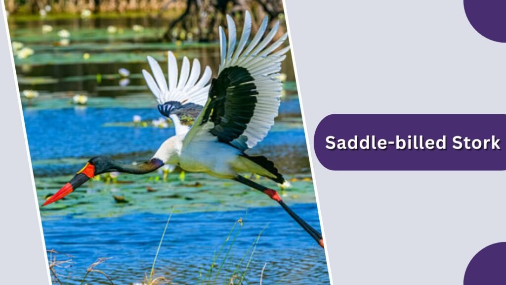 Saddle-billed Stork