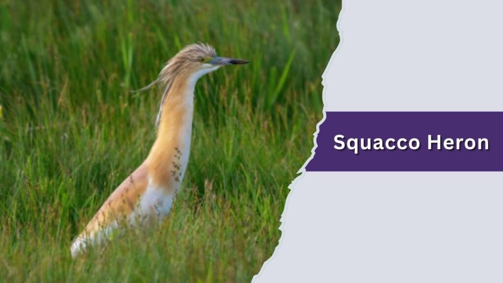 Squacco Heron