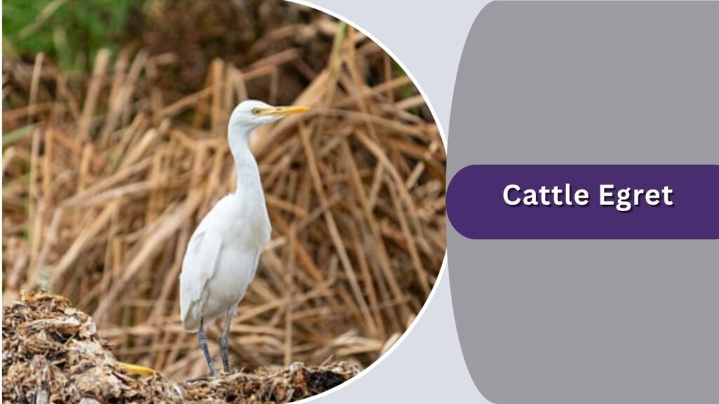 Cattle Egret