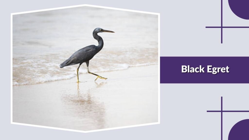 Black Egret
